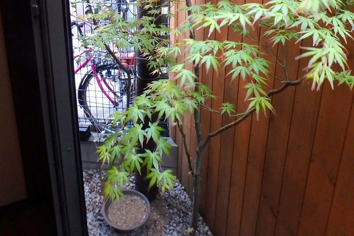 Former Geisha house, Licensed popular guesthouse by Kamo River